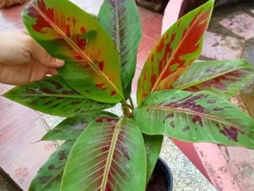 กล้วยด่าง มีทั้งแบบเป็นต้น เป็นหน่อ เป็นเมล็ด คัดมาเฉพาะร้าน 4 ดาวที่มีการรีวิวจากผู้ซื้อแล้วเท่านั้น